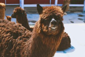 Concurの経費精算の使い方を徹底解説しますか？