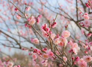 Concurを使った経費精算の料金はどのくらいかかるの？