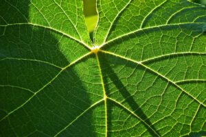 経費精算システムの比較で押さえておくべきポイントは？