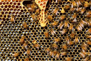 経費精算システムはAPI連携できるか？料金はどのくらいか？